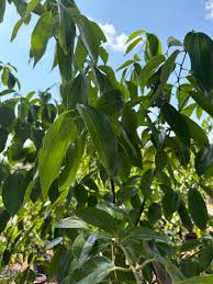 Attēlu rezultāti vaicājumam “Cinna latifolia leaf”