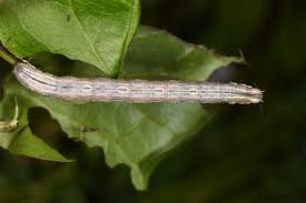 Attēlu rezultāti vaicājumam “Horisme vitalbata”