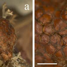 Attēlu rezultāti vaicājumam “Arcyria affinis young”