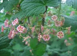 Attēlu rezultāti vaicājumam “Ribes nigrum flower”