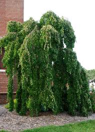 Attēlu rezultāti vaicājumam “Cercidiphyllum japonicum”