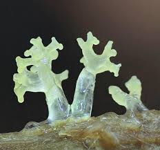 Attēlu rezultāti vaicājumam “Diderma deplanatum macro”