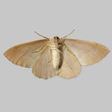 Attēlu rezultāti vaicājumam “Hylaea fasciaria”