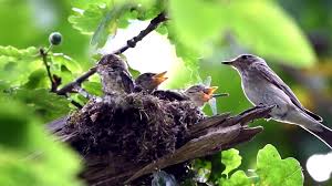 Attēlu rezultāti vaicājumam “Muscicapa striata nest”