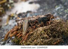 Attēlu rezultāti vaicājumam “Oxymirus cursor female”