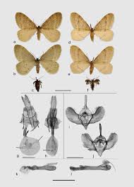 Attēlu rezultāti vaicājumam “Operophtera”