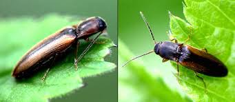 Attēlu rezultāti vaicājumam “Dalopius marginatus”