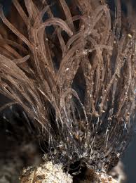 Attēlu rezultāti vaicājumam “Stemonitis axifera var. smithii macro”