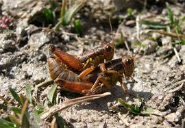 Attēlu rezultāti vaicājumam “Podisma pedestris”