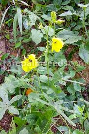 Image result for Abelmoschus moschatus