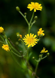 Attēlu rezultāti vaicājumam “Hieracium umbellatum flower”