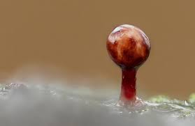 Attēlu rezultāti vaicājumam “Comatricha fragilis macro”