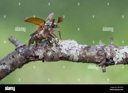 Attēlu rezultāti vaicājumam “Melolontha melolontha imago”