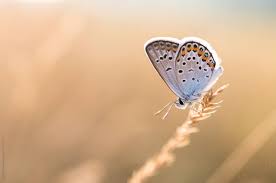 Attēlu rezultāti vaicājumam “Plebejus argus”