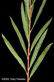 Attēlu rezultāti vaicājumam “Salix Vetrix”