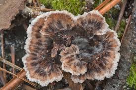 Attēlu rezultāti vaicājumam “Thelephora terrestris”