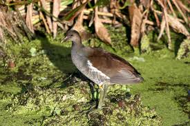 Attēlu rezultāti vaicājumam “Gallinula chloropus juvenile”
