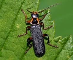 Attēlu rezultāti vaicājumam “Cantharis nigricans”
