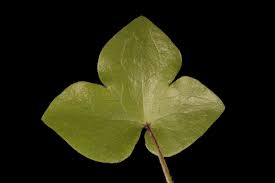 Attēlu rezultāti vaicājumam “Hepatica nobilis leaf”