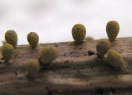 Attēlu rezultāti vaicājumam “Physarum sulphureum”