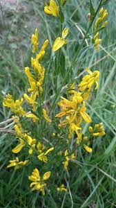 Image result for Genista tinctoria