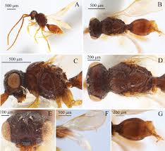 Attēlu rezultāti vaicājumam “Dasytes caeruleus imago”