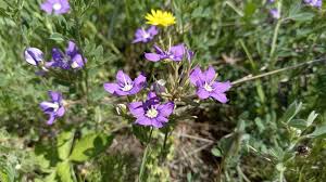 Image result for Legousia speculum-veneris