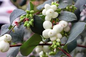 Attēlu rezultāti vaicājumam “Symphoricarpos albus flower”