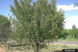 Attēlu rezultāti vaicājumam “Cerasus leaf”