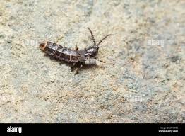 Attēlu rezultāti vaicājumam “Phosphaenus hemipterus male”