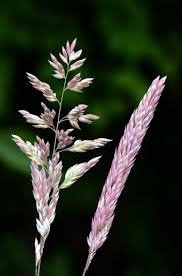 Attēlu rezultāti vaicājumam “Holcus lanatus”