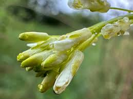 Attēlu rezultāti vaicājumam “Arabis glabra flower”