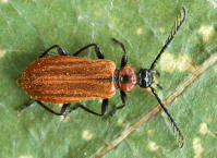 Attēlu rezultāti vaicājumam “Pyrochroidae”