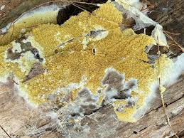 Attēlu rezultāti vaicājumam “Oligonema favogineum sessile”