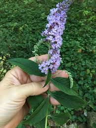 Image result for Buddleja davidii
