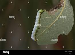 Attēlu rezultāti vaicājumam “Ptilodon capucina larva”