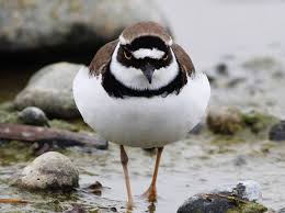 Attēlu rezultāti vaicājumam “Charadrius dubius adult”