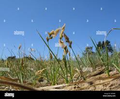 Attēlu rezultāti vaicājumam “Carex arenaria  flower”
