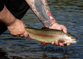 Image result for Ulverston Angling Association