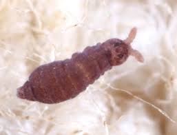 Attēlu rezultāti vaicājumam “Hypogastrura sp.”