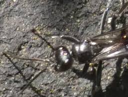 Attēlu rezultāti vaicājumam “Dipogon sp.”