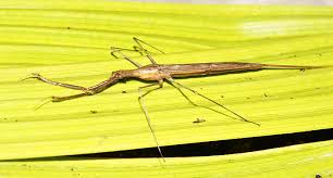 Attēlu rezultāti vaicājumam “Ranatra linearis”