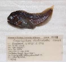 Image result for Anarhichas denticulatus