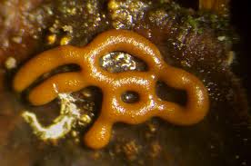 Attēlu rezultāti vaicājumam “Hemitrichia lutescens macro”