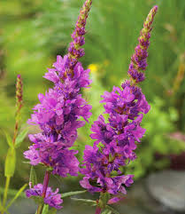 Image result for Blutweiderich