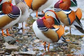 Attēlu rezultāti vaicājumam “Aix galericulata”