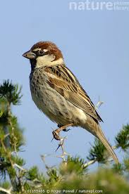 Image result for Passer hispaniolensis