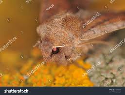 Attēlu rezultāti vaicājumam “Eupsilia transversa”