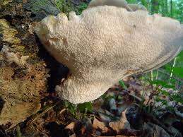 Attēlu rezultāti vaicājumam “Polyporus squamosus”