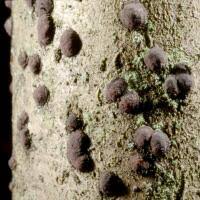 Attēlu rezultāti vaicājumam “Hypoxylon fuscum”